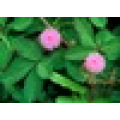 Asian garden indoesnisa Sensitiveplant seeds flower seeds for growing